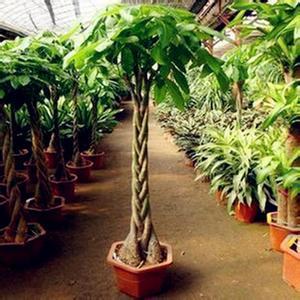 夏季办公室绿植养护指南 花卉绿植租借的关键要点