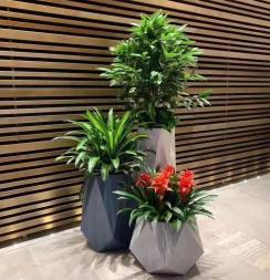 北京公司大楼绿植花卉创新服务 租摆、养护与配送一体化生态方案