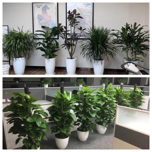 天津花卉销售绿植租摆 天津绿植出租公司 室内外花卉租赁欢迎来电咨询