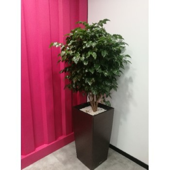 津城绿意 租赁更健——天津和平区绿植花卉全方位服务之家