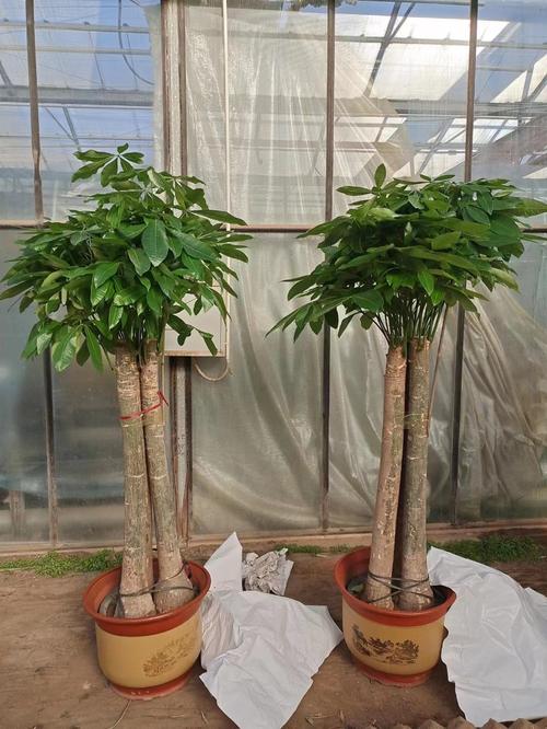 天津绿植租摆公司天津绿植租赁