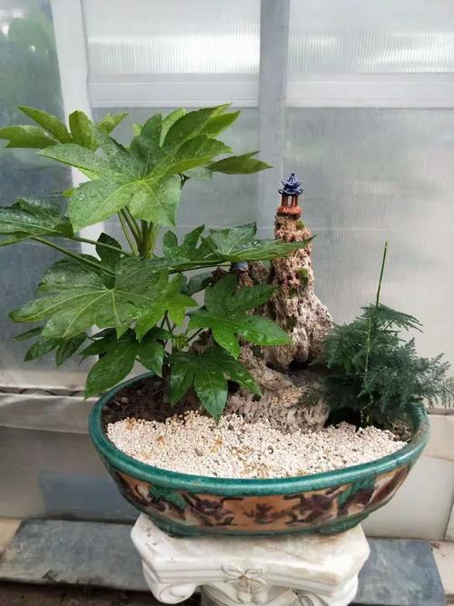 花卉绿植租借 让绿色办公与生活触手可及