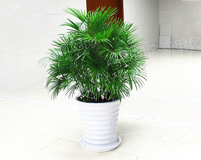 植物租赁